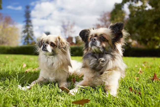 Dogs in the park