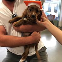 Dr Paws – North Ryde – Puppy Preschool 2 Puppy preschool our tiny graduate