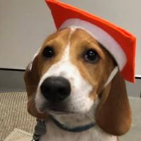 Dr Paws – North Ryde – Puppy Preschool 3 Puppy preschool graduate