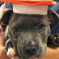 Dr Paws – North Ryde – Puppy Preschool 4 Puppy preschool graduate