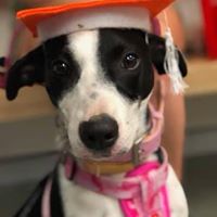 Dr Paws – North Ryde – Puppy Preschool 5 Puppy preschool graduate