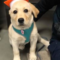 Dr Paws – North Ryde – Puppy Preschool 6 Puppy preschool graduate