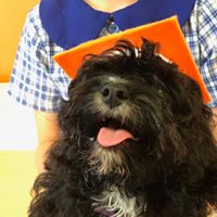 Dr Paws – North Ryde – Puppy Preschool 7 Puppy preschool graduate