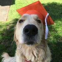 Dr Paws – North Ryde – Puppy Preschool photo Harriet Puppy preschool graduate