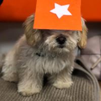 Dr Paws – North Ryde – Puppy Preschool Puppy preschool graduate