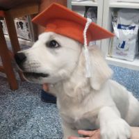 Dr Paws North Ryde – Puppy Peschool Fun (1) Puppy preschool graduate in North Ryde
