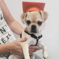 Dr Paws North Ryde – Puppy Peschool Fun (2) Puppy preschool in North Ryde