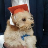 Dr Paws North Ryde – Puppy Peschool Fun (5) Graduated puppy school in North Ryde