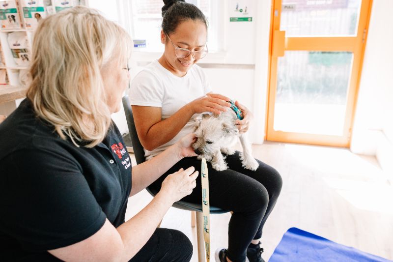 puppy preschool north ryde macquarie park
