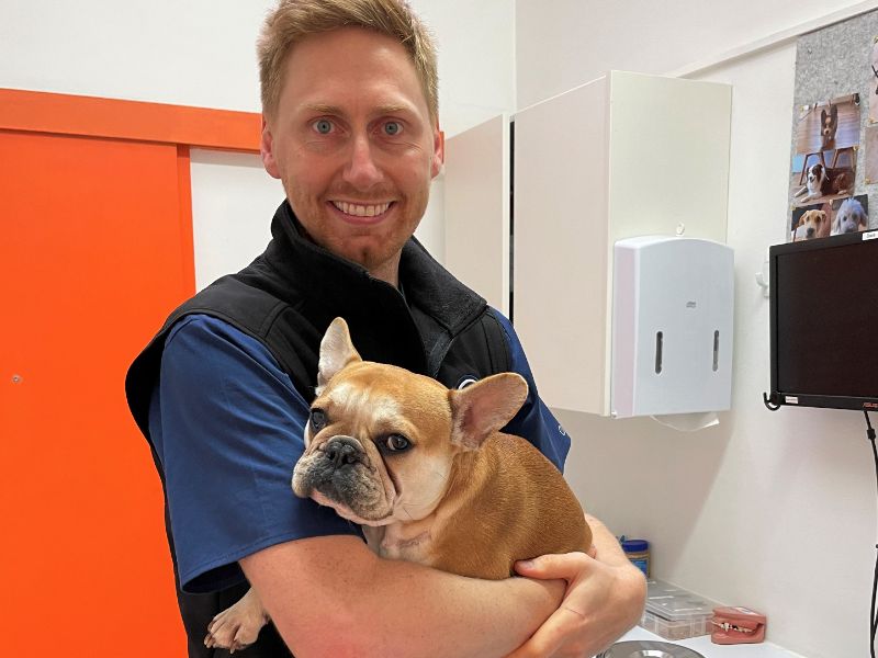Bulldog airway surgery – Macquarie Veterinary Hospital 2