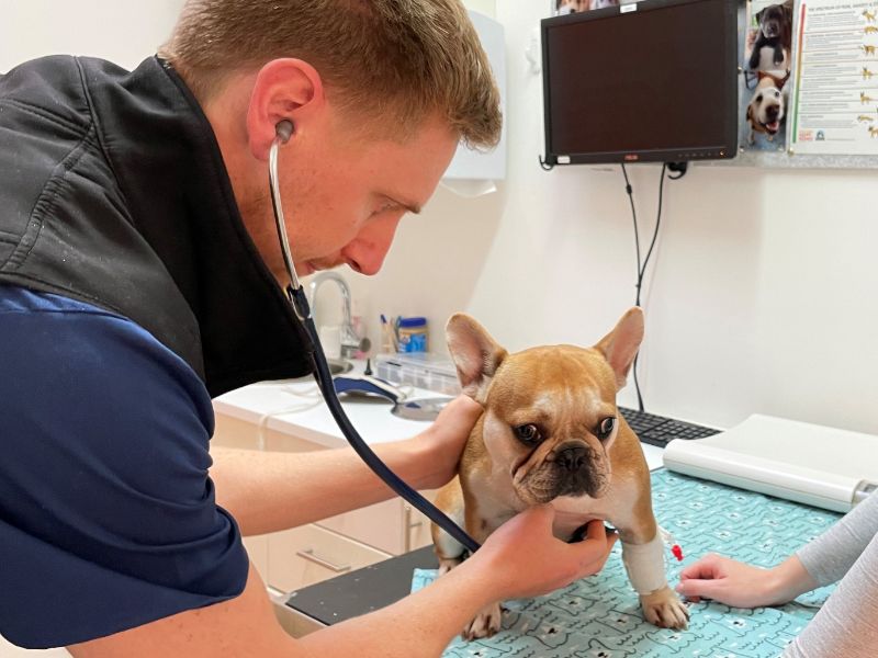 Bulldog airway surgery – Macquarie Veterinary Hospital