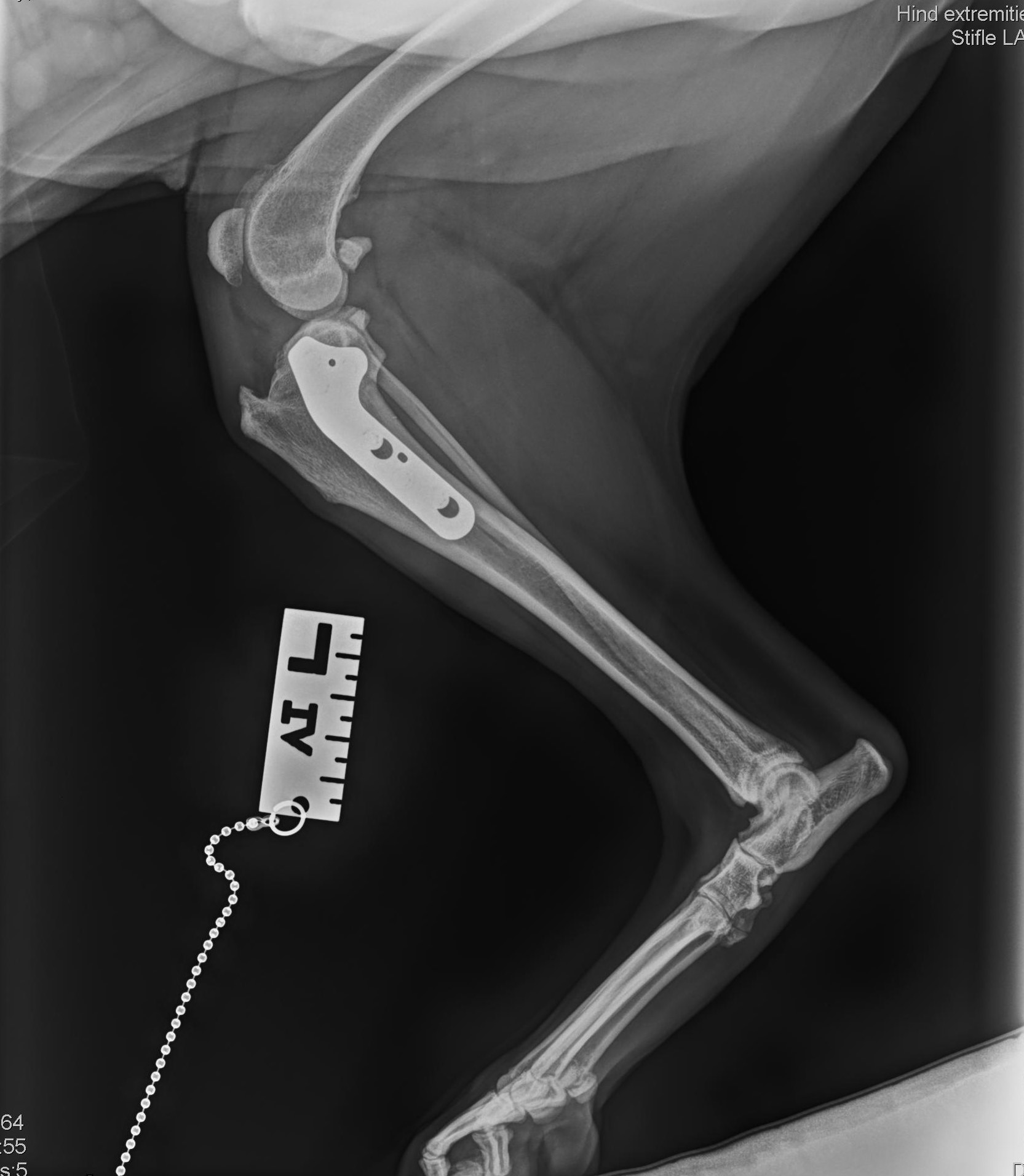 TPLO surgery dog North Ryde Dr Matt Buchanan-Pascall