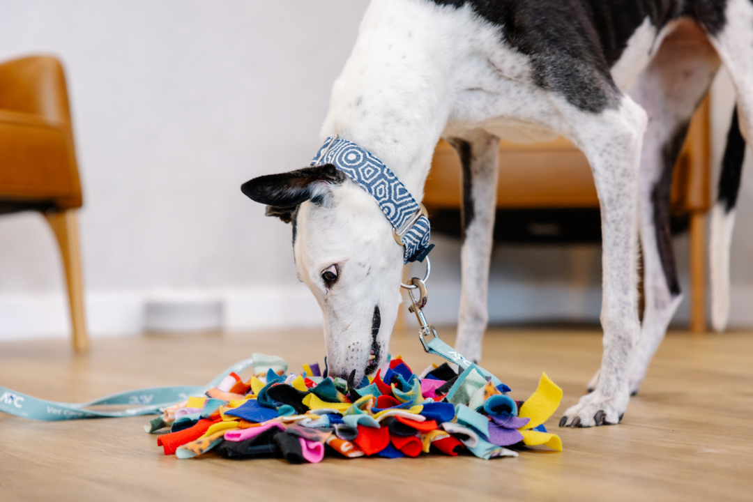Macquarie Veterinary Hospital – Corns in a greyhound treatment SDFT superficial digital flexor tenotomy