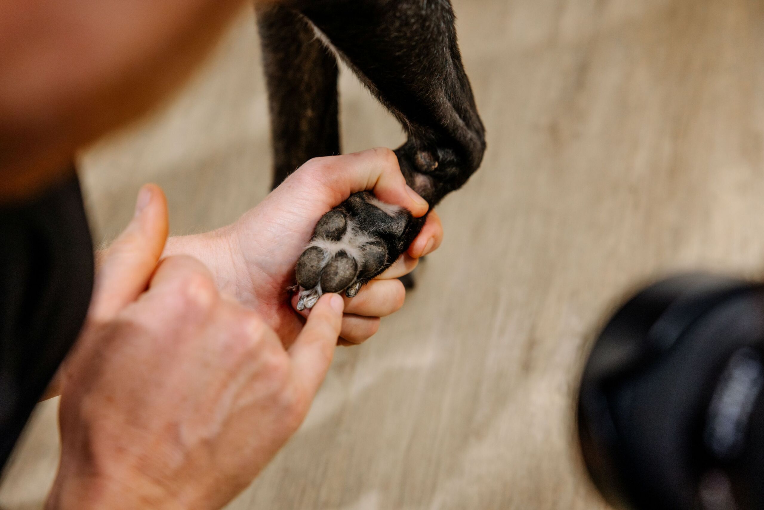 Macquarie Veterinary Hospital – Corns in a greyhound treatment SDFT superficial tenotomy